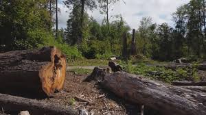 Best Firewood Processing and Delivery  in Cleora, OK