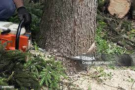 Best Tree Disease Treatment  in Cleora, OK