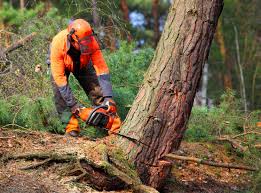 Best Commercial Tree Services  in Cleora, OK