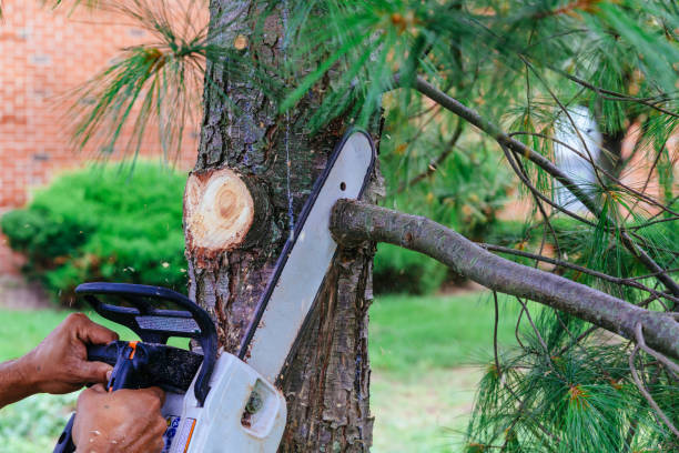 Tree and Shrub Care in Cleora, OK